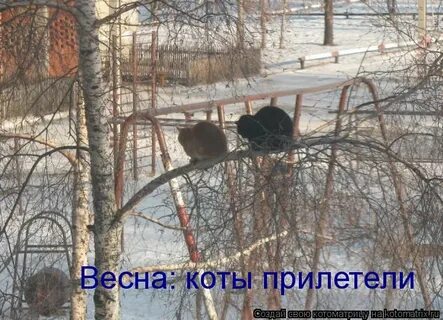 На сколько уходят коты весной