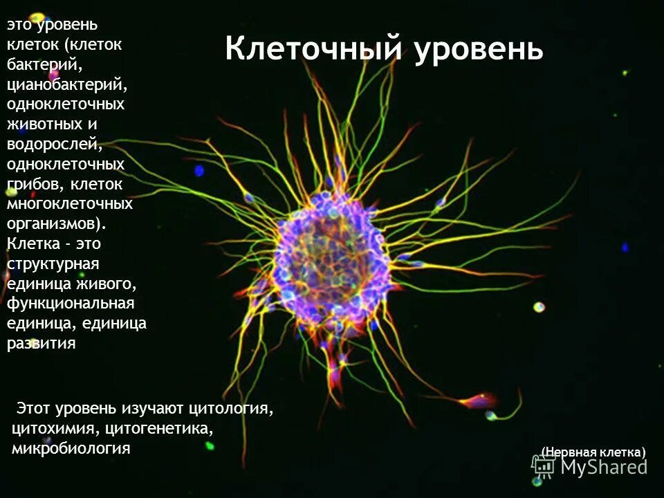 уровни организации живого (молекулярный, клеточный, тканевой). клеточный уровень какие науки. цитология это наука изучающая в биологии. клеточный уровень. клеточный уровень биология 9 класс.