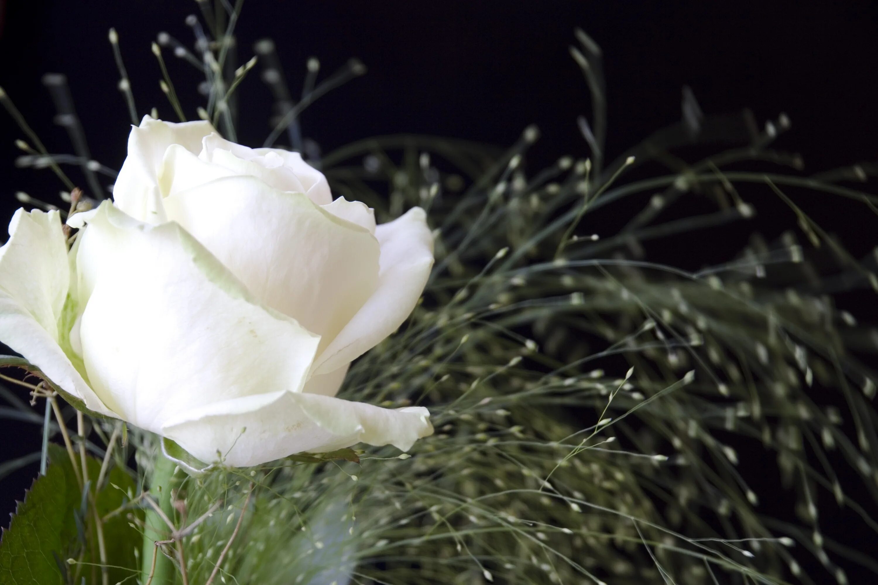 Белые цветы музыка. Красивые белые цветы. Белые розы. Цветы белые розы. Красивые белые розы.