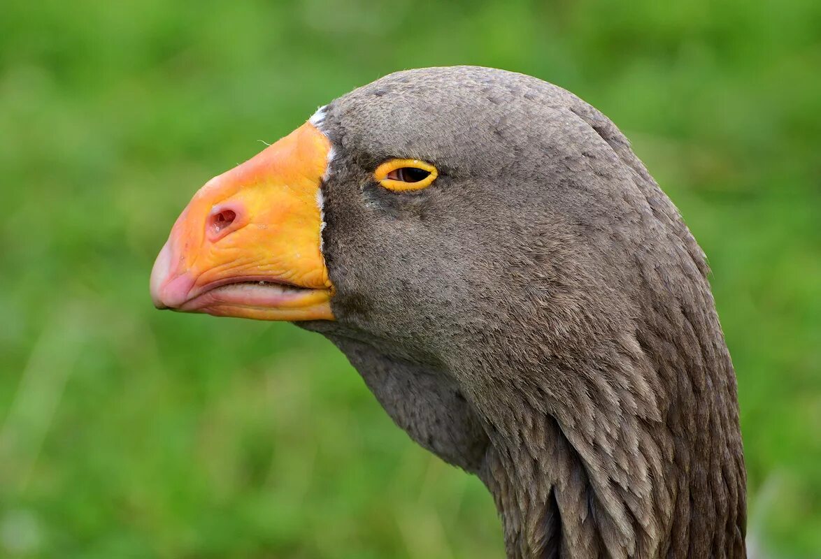 турпан гнездо. горбоносый красавец шел. горбоносый красавец шел. горбоносый красавец шел. горбоносый красавец шел.