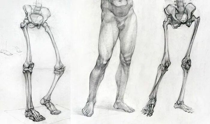 Нижние конечности тела. Тазобедренный сустав Баммес. Баммес анатомия ноги. Анатомия стопы кости Баммес. Баммес тазовая кость.