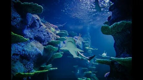 Sea life