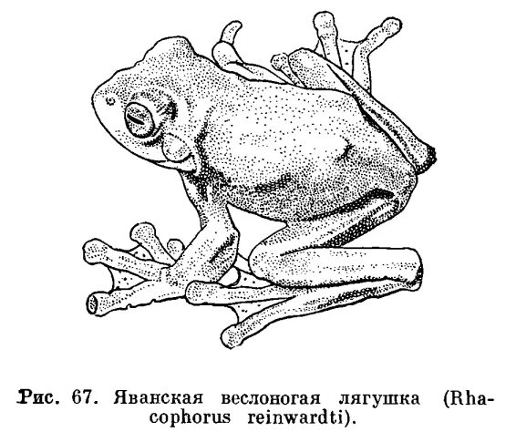 Земноводных корень. Яванская веслоногая летающая лягушка. Строение лапы лягушки. Веслоногие лягушки. Внешнее строение яванской летающей лягушки.