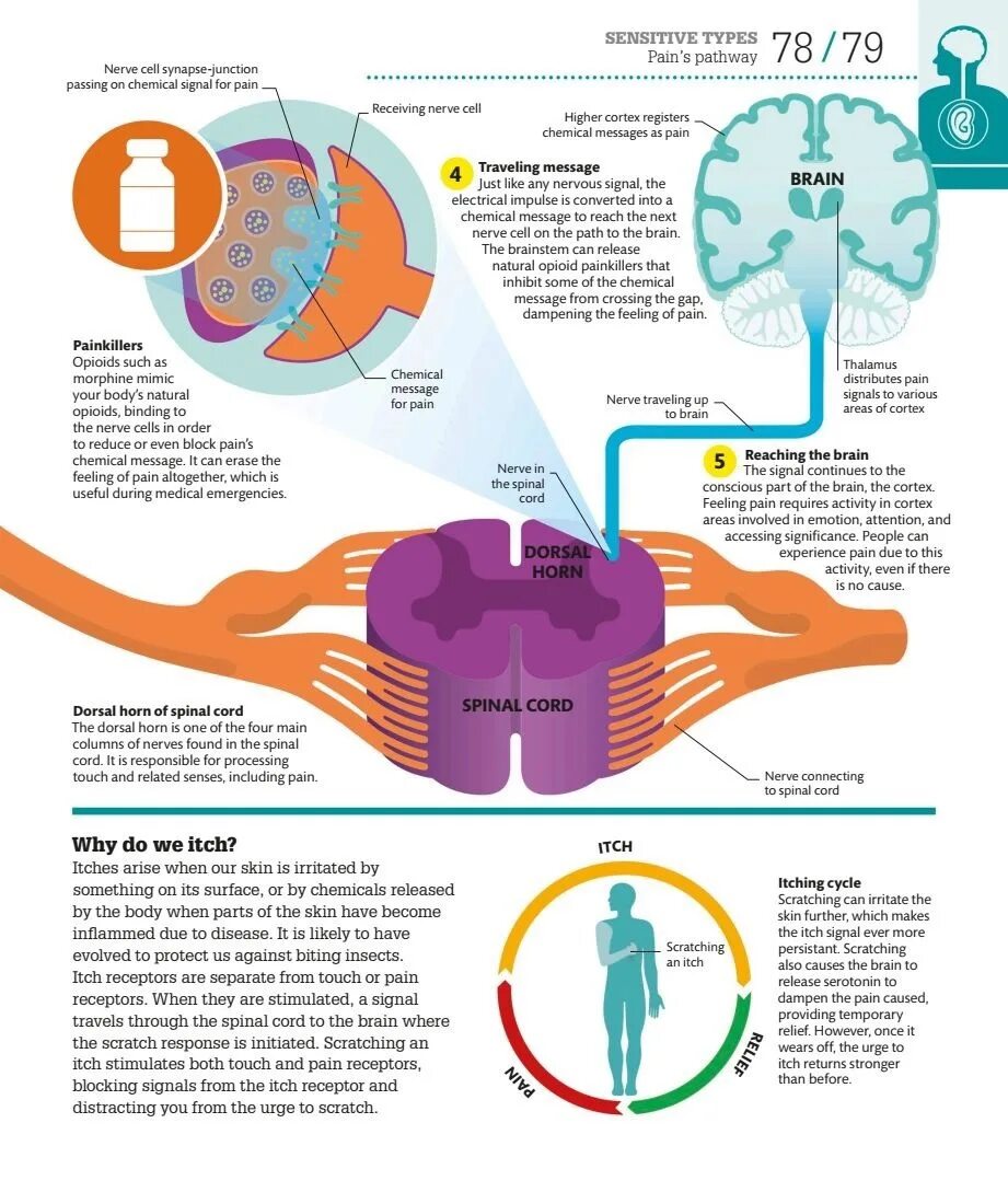 Передают сигналы в организме. Как работает тело. Почему в мозге нет болевых рецепторов.