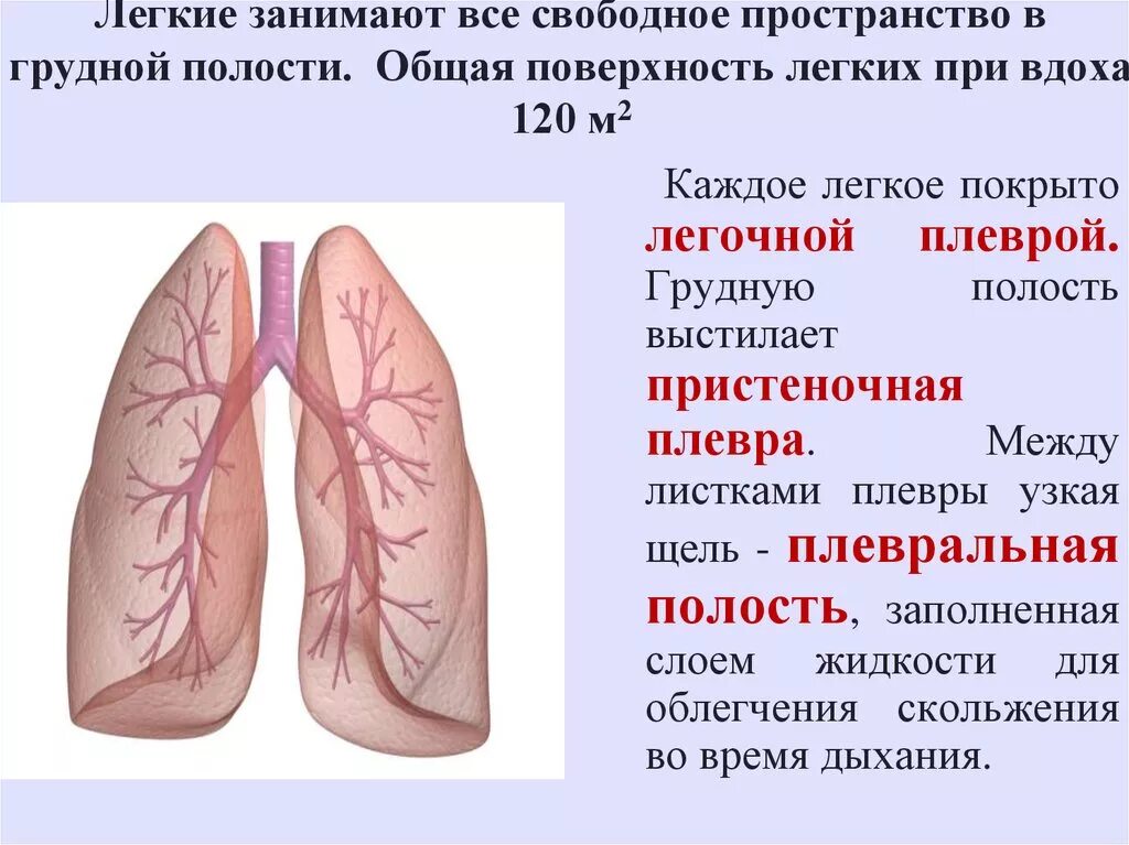 Легкие и плевральная полость. Легкие в грудной полости. Внутренние стенки грудной полости выстланы. Общая поверхность лёгких.