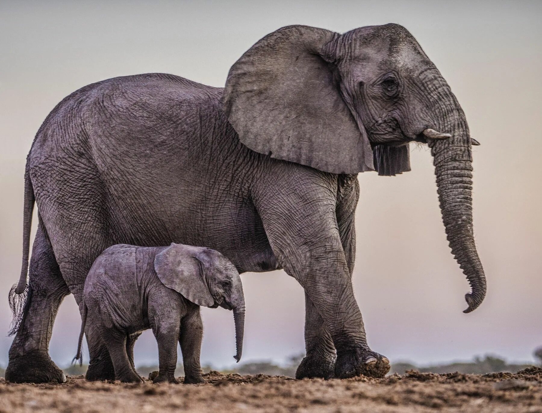Elephant перевод. Слоны. Слон и Слоненок. Слониха со слоненком. Азиатский слон.