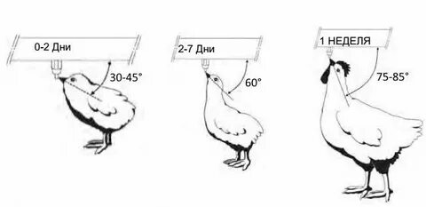 На какой высоте ниппельные поилки для кур