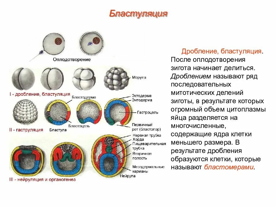 Последовательность образования зиготы
