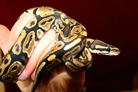 Handle python
