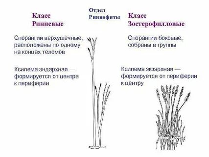 Признаки характерные для риниофитов