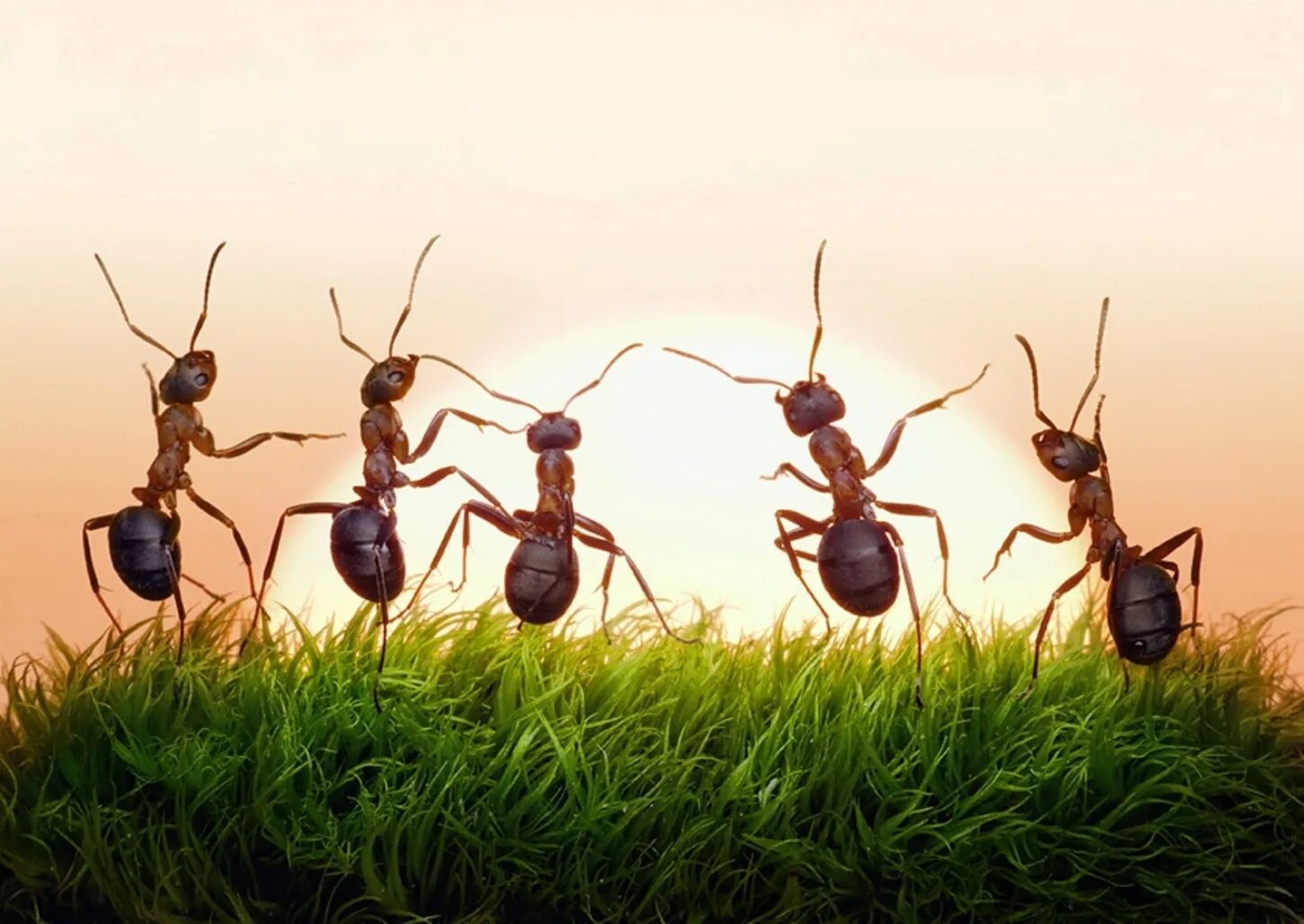 Муравьиные бега пики. Муравей. Муравьи куча. Прикольный муравей. Веселый муравей.