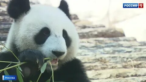 Panda event