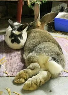 Bunny foot