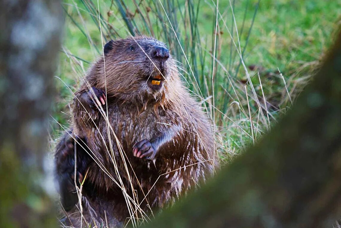 западносибирский обыкновенный бобр. сибирский бобр. сибирский бобр. зазападносибирский речной бобр. бобр речной обыкновенный.