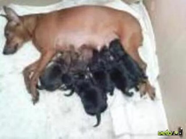 Цвергпинчер течка. Новорожденные щенки цвергпинчера. новорожденный щенок цвергпинчер. роды щенков цвергпинчера.