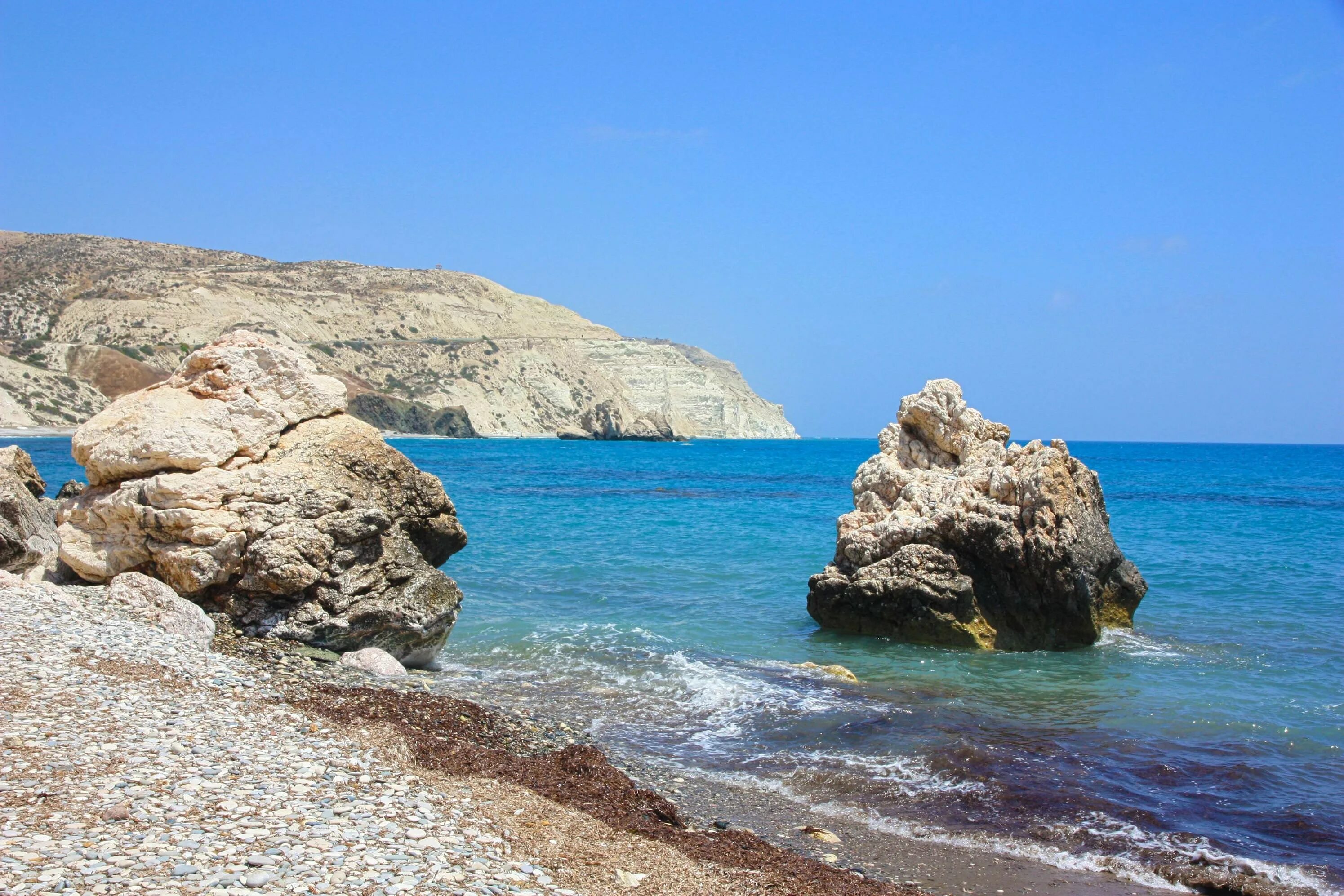 Куст афродиты. Куст афродиты. Мыс афродиты кипр. Куст афродиты. Каликант афродита.