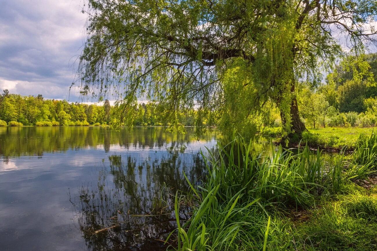 Пейзаж с ивой. Ива у реки. Ивняк на берегу реки. Ива над рекой.