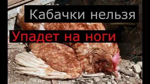 Кура падает на ноги