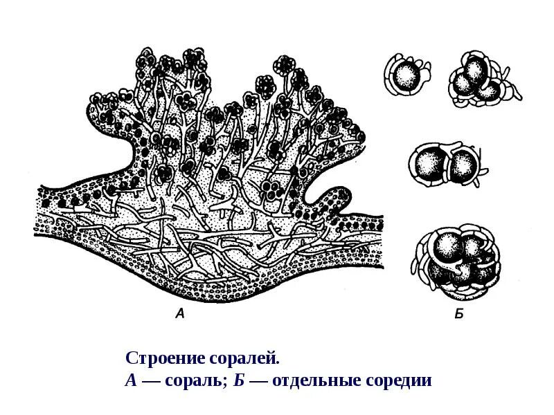 Лишайники строение размножение. Соредии лишайника. Вегетативное размножение лишайников. Вегетативное размножение лишайника. Соредии и изидии.