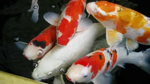Аквариумные рыбки китай
