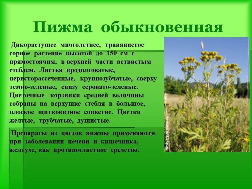 Как пишется сорняк. Сообщение о дикорастущем растении. Дикорастущие лекарственные растения. Дико растушиерастения. Дикорастущие лечебные растения.