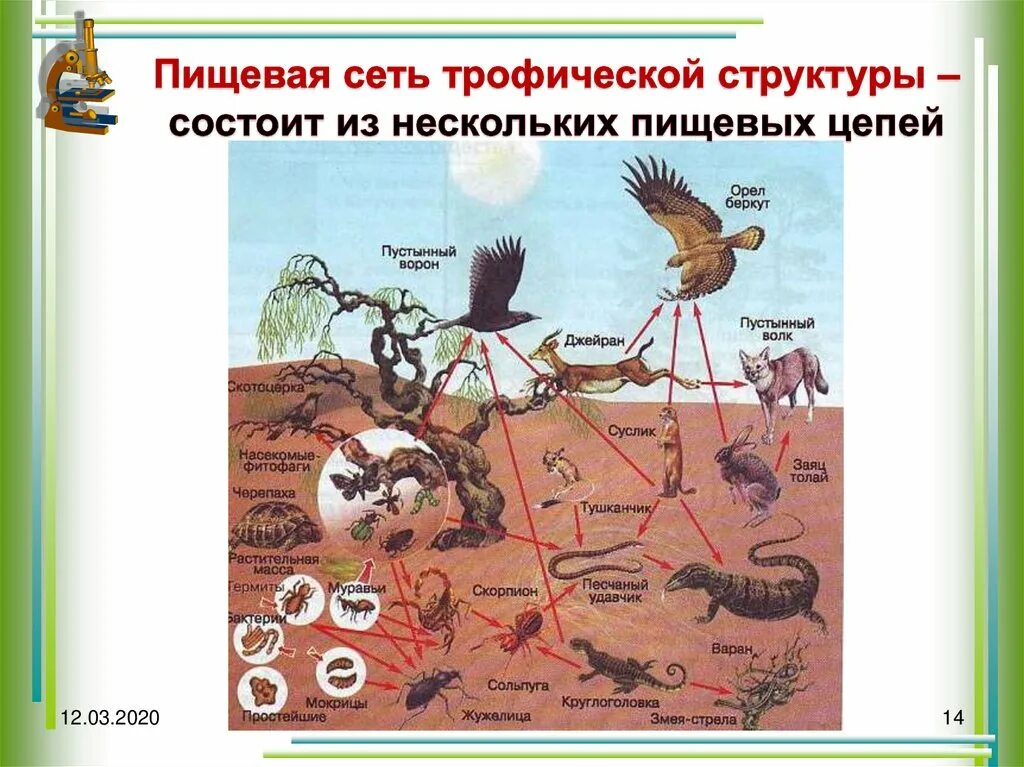 Составь цепи питания пустыни. Цепь питания пустыни 4. Цепь питания животных пустыни. Пищевая цепь пустыни 4 класс окружающий мир. Цепь питания в пустыне схема 4 класс.