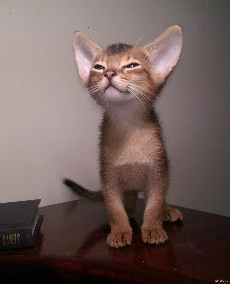 Манчкин Ориентал. Ушастый кот порода Ориентал. Котик с большими ушами.