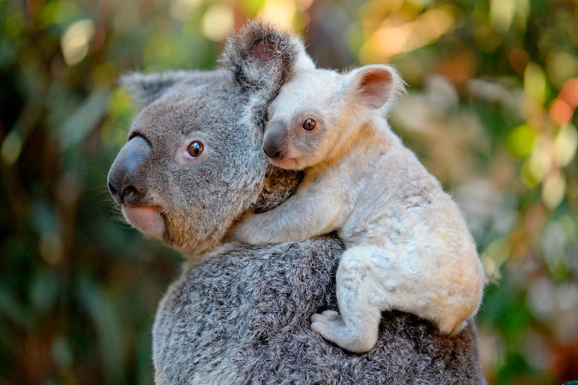 Дикая коала. Животные Австралии коала. Коала сумчатое. Сумчатый медведь коала Австралия. Лысая коала.