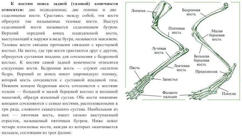 Кости пояса задних конечностей у птиц. Строение пояса передних и задних конечностей лягушки. Кости пояса задних конечностей. Пояс задних конечностей лягушки название костей. Кости поясов передних и задних конечностей.