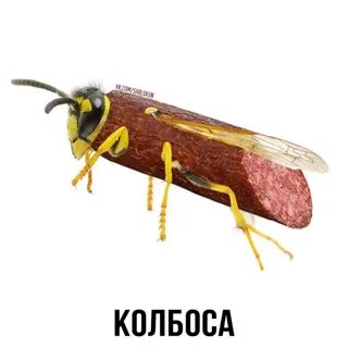 Батутка шаурмуха тигриб