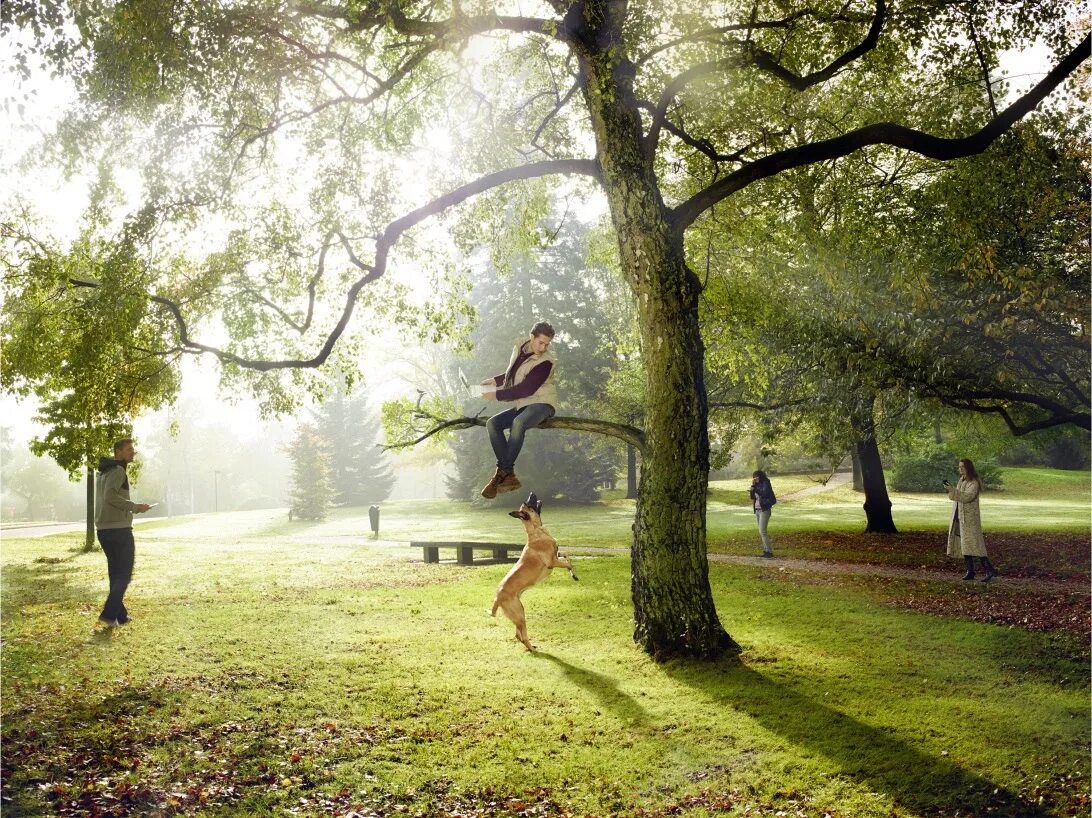 Ловит интернет вай фай. Летний вай,. Вай фай сидя на дереве. Девушка на дереве ловит связь. Lovi деревья.
