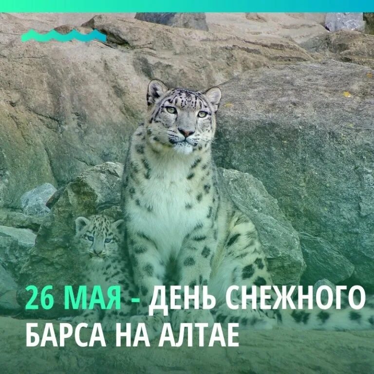 День снежного Барса. День снежного Барса 26 мая. Снежный Барс Алтай. День снежного Барса на Алтае открытки. Плакат в поддержку снежного барса