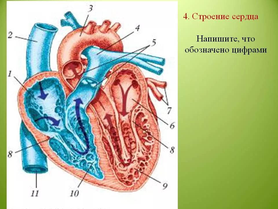 Строение 8. Строение правого предсердия сердца. Строение сердца человека схема. Схема сердца человека биология 8 класс. Строение сердца человека рисунок.