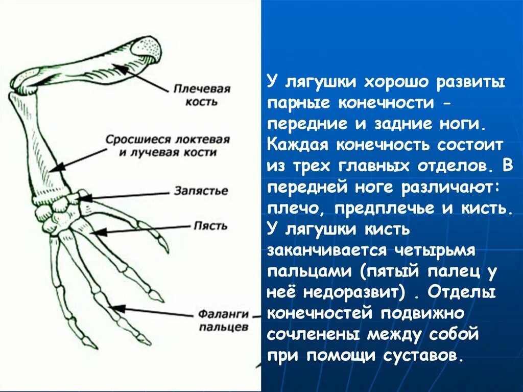 Три отдела ноги. Скелет лягушки передние конечности. Строение передней ноги лягушки. Строение конечностей лягушки. Скелет парных конечностей лягушки кости.