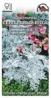 Серебряный иней словосочетание
