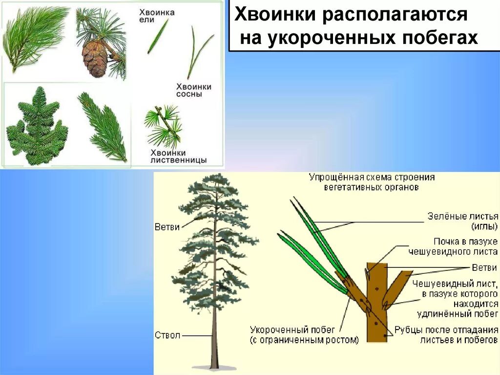 Покрытосеменные растения побег. Строение побега голосеменных растений. Голосеменные растения побег сосны. Укороченный побег голосеменных. Побеги на укороченный побег хвоинки.