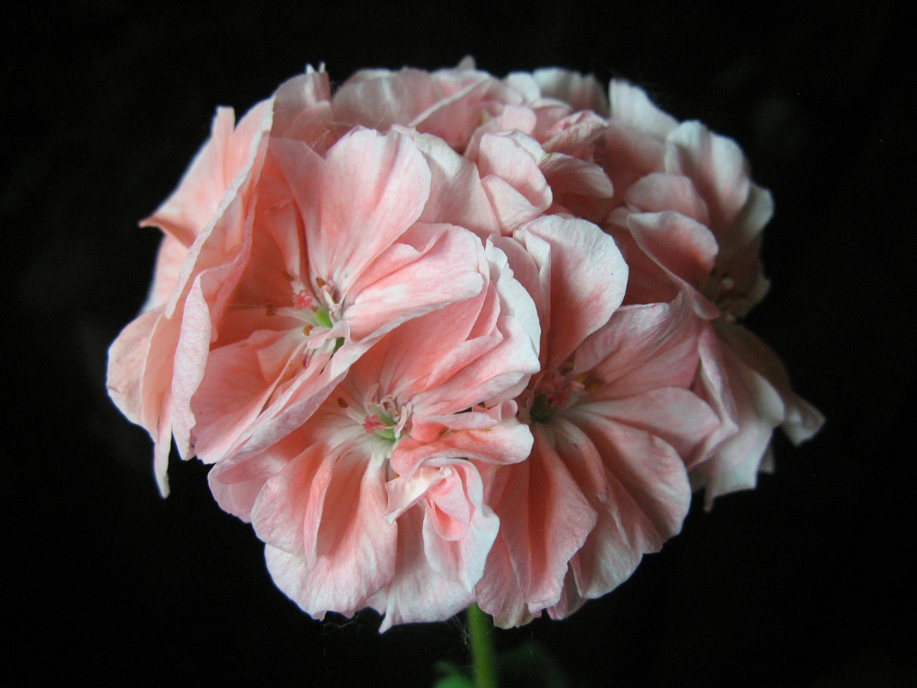 Марбака Роуз пеларгония. Герань Marbacka Rose. Marbacka mere Apricot пеларгония. Пеларгония Marbacka Sorgardens. Cara пеларгонии