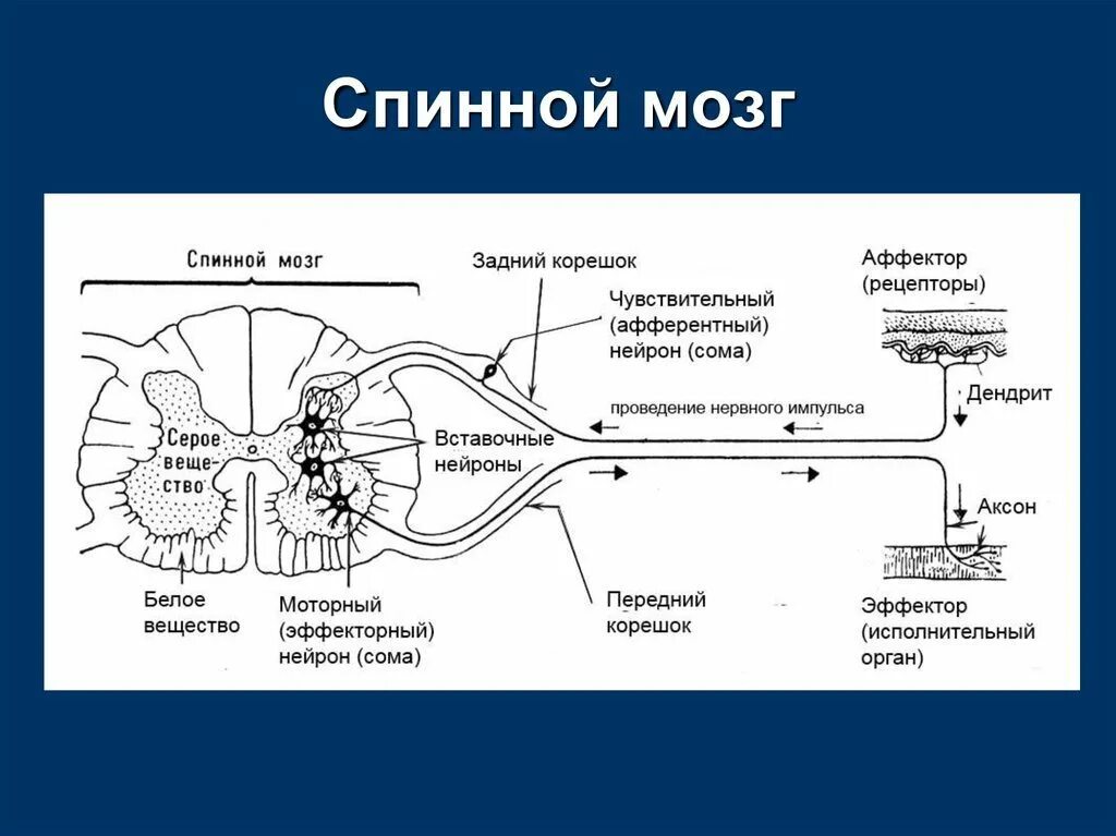 Нейроны спинного мозга схема. Строение спинного мозга строение нерва. Строение спинного мозга, рефлекторная.. Расположение нейронов в спинном мозге.