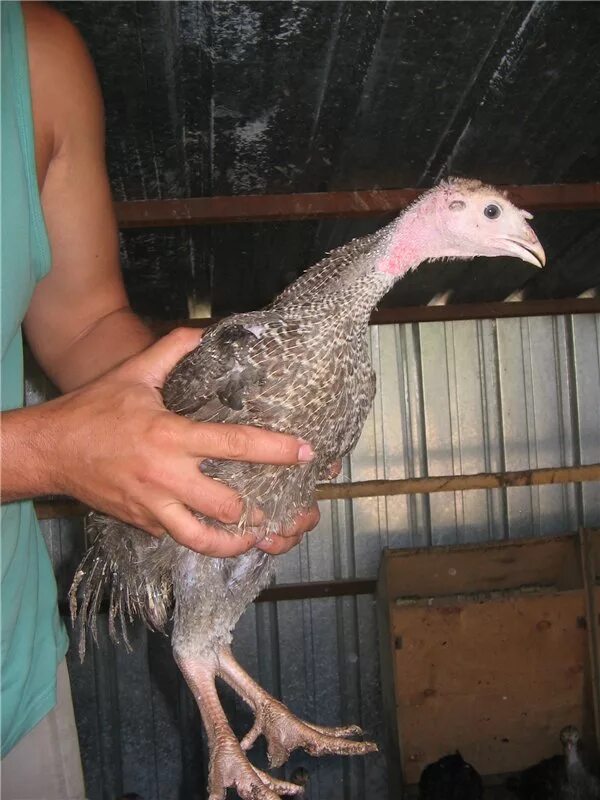 индюк маленький. возрасты индюков. индюшка белая. поилка и кормушка для цыплят индюшат. возрасты индюков.