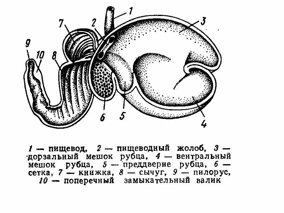 Желудок животных строение. Строение многокамерного желудка жвачных. Строение желудка жвачных млекопитающих. Строение желудка жвачных животных схема. Строение желудка жвачных КРС.