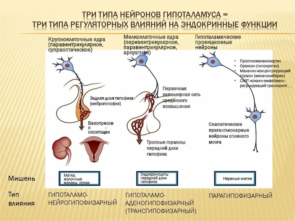 Гормоны гипофиза схема. Нейросекреторные клетки гипоталамуса. Гипоталамо-гипофизарная система схема. Нейроны гипоталамуса секретируют. Гормон центральной нервной системы