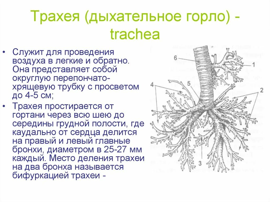 Трахея сбоку. Строение трахеи. Трахея анатомия строение. Трахея анатомия схема. Строение и функции трахеи и легких