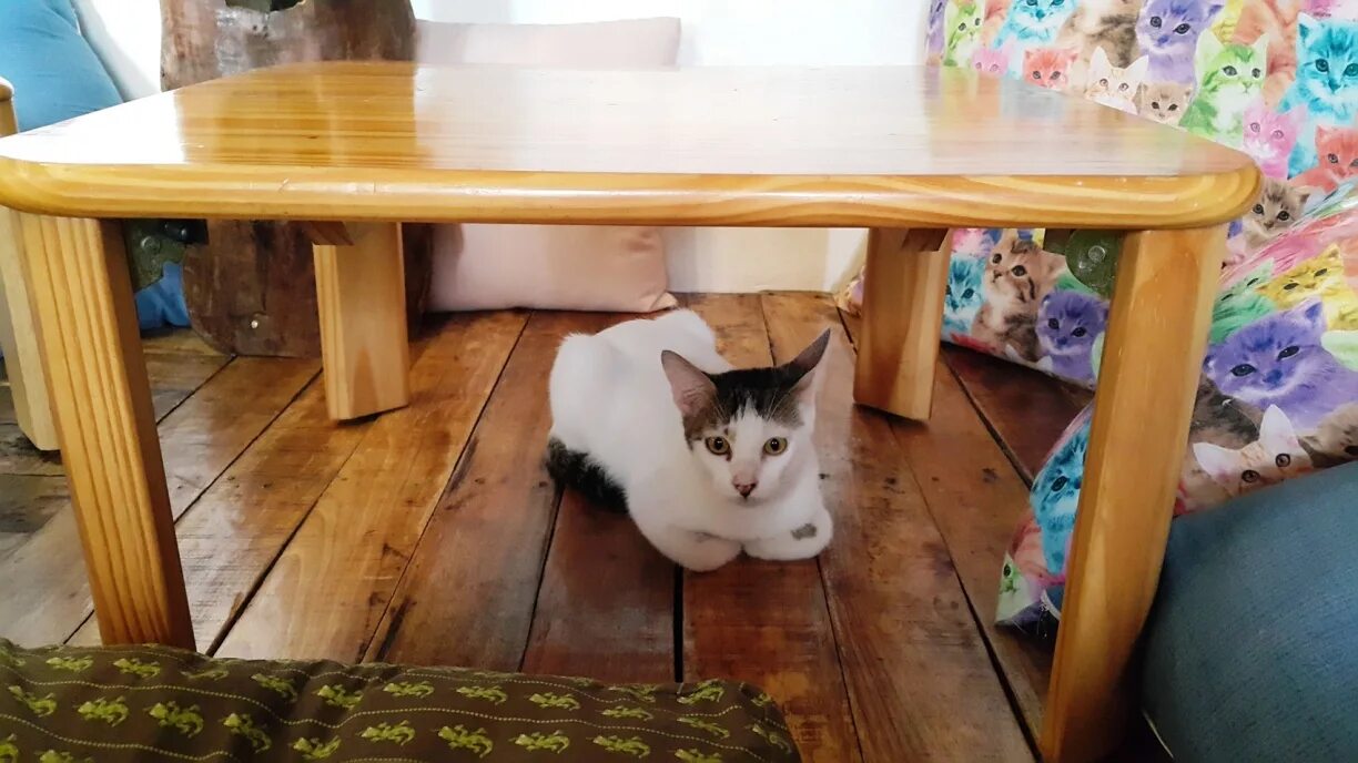 Кошка под столом. Столик для кошки. Кошка под стулом. Котенок под столом. Стол кошечка