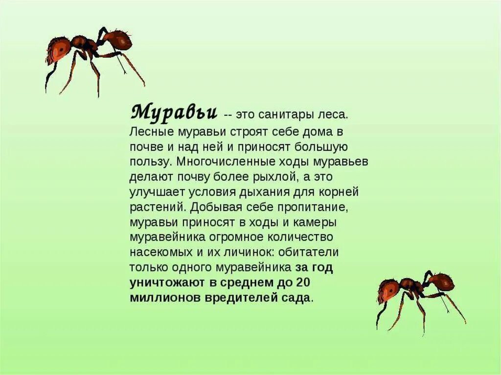 Рассказ про муравьёв для детей 1 класс. Сообщение о муравьях 3 класс. Рассказ про муравья 2 класс окружающий мир. Сообщение о насекомых.