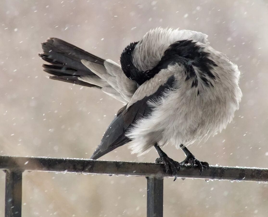 оседлые зимующие птицы. перья зимующих птиц. сюрреализм зима птица. лазоревка в полёте. зима и птицы проблемы.