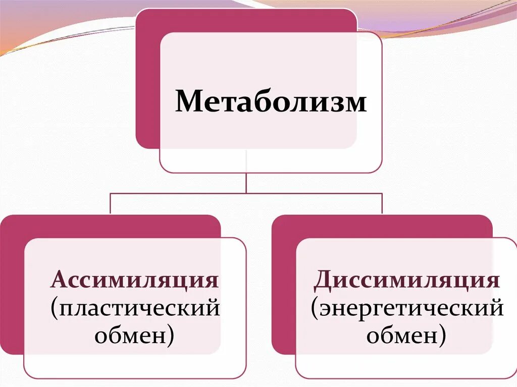 Процессы ассимиляции и диссимиляции веществ.. Ассимиляция и диссимиляция в биологии. Примеры процессов ассимиляции. Обмен веществ ассимиляция и диссимиляция. Диссимиляция в биологии