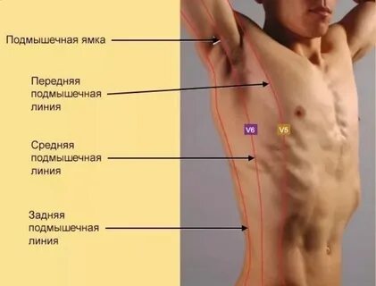 Боковой поверхности туловище
