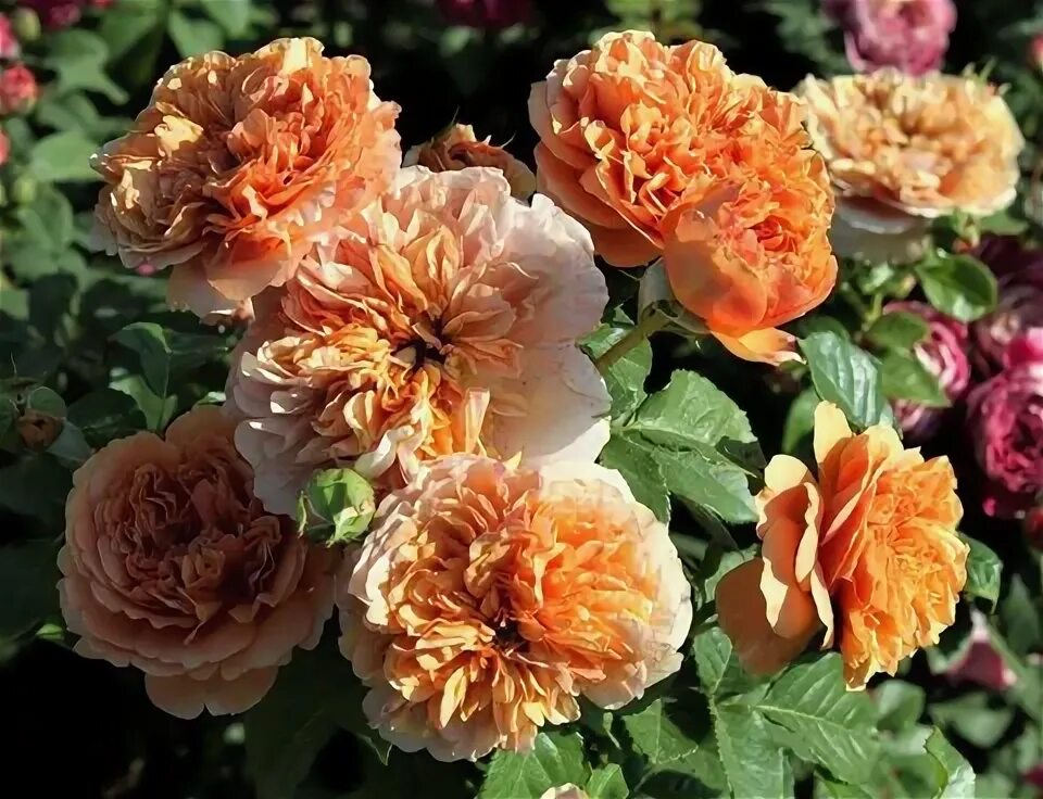 Роза бель фото и описание отзывы Купить розу Бэль Эпок(Belle Epoque) почтой