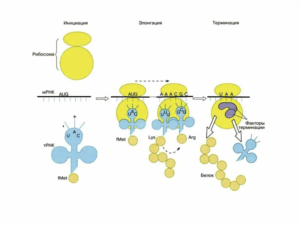 Этапы биосинтеза белка инициация элонгация терминация. Этапы трансляции инициация элонгация терминация. Этапы трансляции биосинтеза белка инициация элонгация терминация. Трансляция белка инициация элонгация терминация. Инициация белка