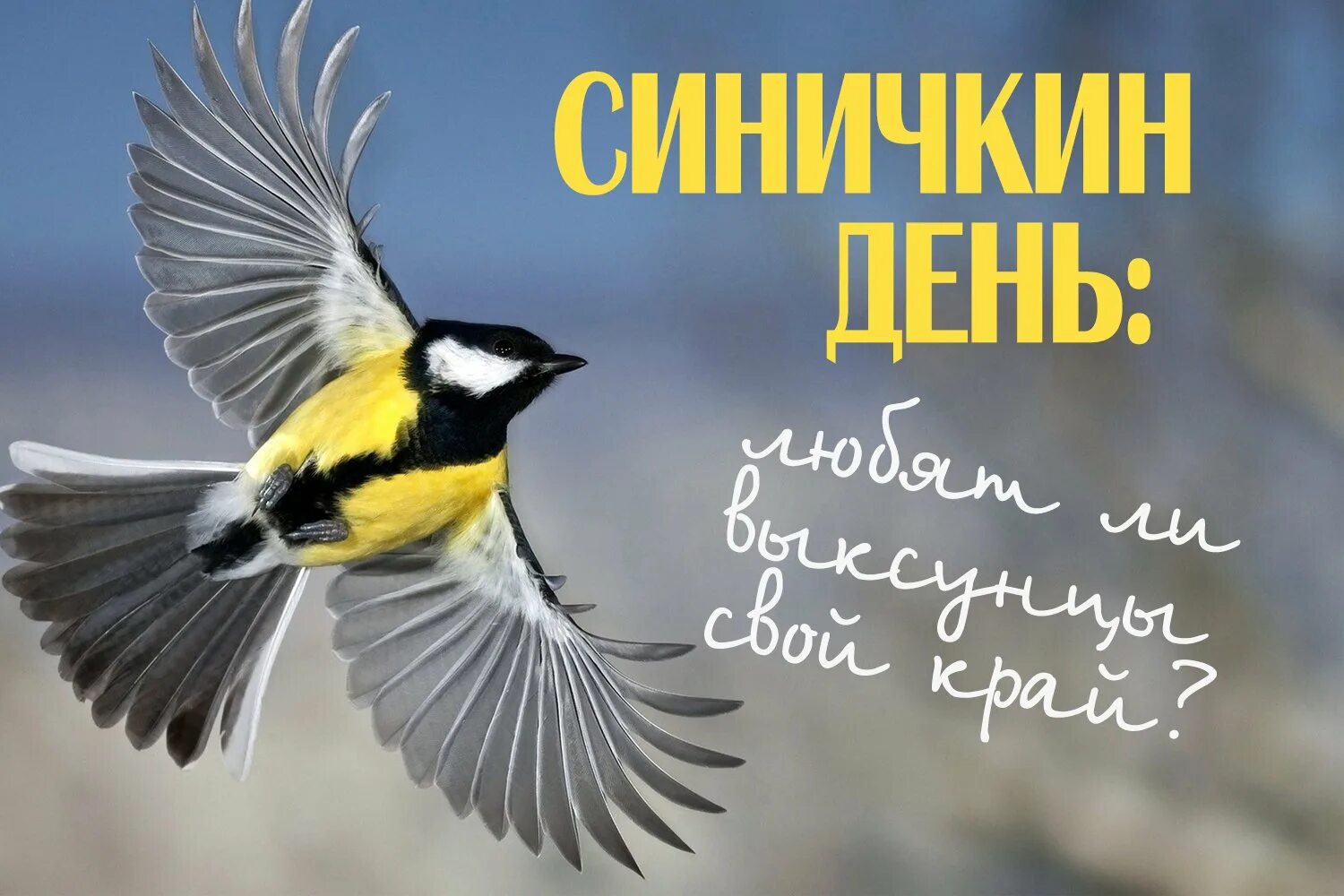 12 ноября день картинки. Синичкин день. День синички. Праздник Синичкин день. Праздник день синички.